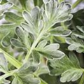 Artemisia absinthium