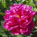 Paeonia x suffruticosa, rosa