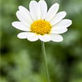 Anthemis tinctoria 'Sauce Hollandaise'