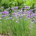 Allium schoenoprasum