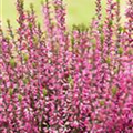 Calluna vulgaris Gardengirls® 'Athene'