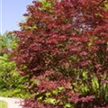 Acer palmatum 'Beni-komachi'