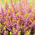 Calluna vulgaris Gardengirls® 'Bonita'