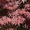 Acer palmatum 'Bloodgood'