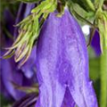 Campanula punctata 'Sarastro'