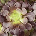 Aeonium arboreum