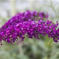 Buddleja davidii 'Royal Red'