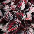 Begonia rex 'Etna'