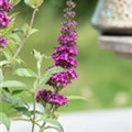 Buddleja davidii 'Summer Kids'®