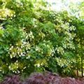 Hydrangea petiolaris