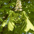 Aesculus hippocastanum