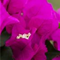 Bougainvillea 'Vera'