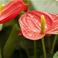 Anthurium x andreanum 'Casanova'®