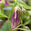 Campanula punctata 'Pink Octopus'®