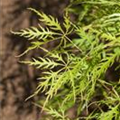 Acer palmatum 'Dissectum Viridis'