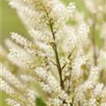 Aruncus aethusifolius 'Bronze'