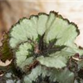 Begonia rex 'Escargot'