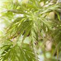 Acer palmatum 'Emerald Lace'