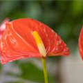 Anthurium x andreanum 'Coral'