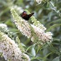 Buddleja davidii 'White Profusion'