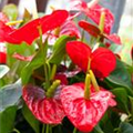 Anthurium x andreanum 'Dakota'