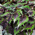 Begonia rex 'Evening Glow'®