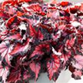 Begonia rex 'Inca Night'®