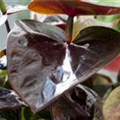 Anthurium x andreanum 'Giant Chocolate'®