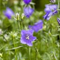 Campanula sarmatica 'Deep Purple'