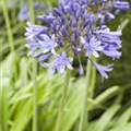 Agapanthus africanus