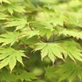 Acer palmatum 'Green Trompenburg'