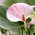 Anthurium x andreanum 'Hot Lips'