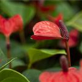 Anthurium x andreanum 'Lipstick Red'