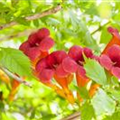 Campsis radicans