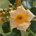 Campsis radicans 'Golden Trumpet'