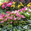 Begonia semperflorens