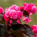 Begonia semperflorens 'Doublet'®