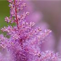 Astilbe x arendsii, rosa