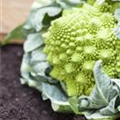 Brassica oleracea var. botrytis 'Romanesco'