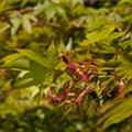 Acer palmatum 'Osakazuki'