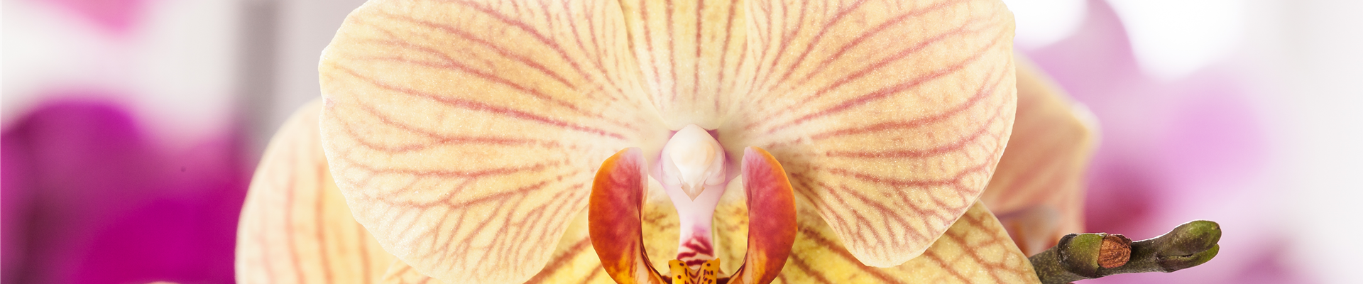 Phalaenopsis