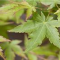 Acer palmatum 'Sangokaku'