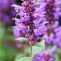 Agastache foeniculum 'Summer Skies'®