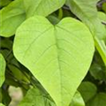 Catalpa bignonioides 'Nana'