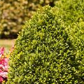 Buxus sempervirens var. arborescens