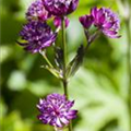 Astrantia major