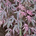 Acer palmatum 'Shirazz'