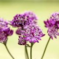 Astrantia major 'Abbey Road'®