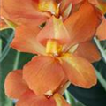 Canna Cannova®