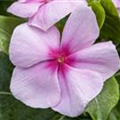 Catharanthus roseus